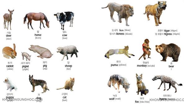 Từ vựng tiếng Hàn về động vật